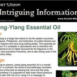 Ylang Ylang Essential Oil Info