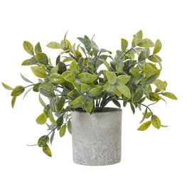 Small Box Plant In Grey Pot