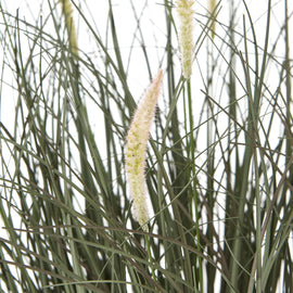 Fountain Grass Plant In Pot