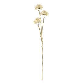 Cream Allium Spray