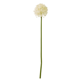 Cream Medium Allium Stem