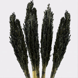 Cantal Grass Bunch - Black