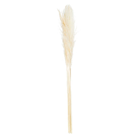 Cream Pampas Grass Stem