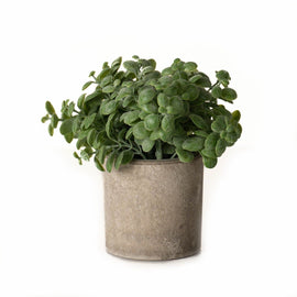 Basil Plant In Stone Effect Pot