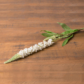 White Veronica Stem