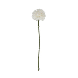 White Chrysanthemum Stem