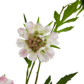 The Natural Garden Collection Pale Pink Scabious Stem